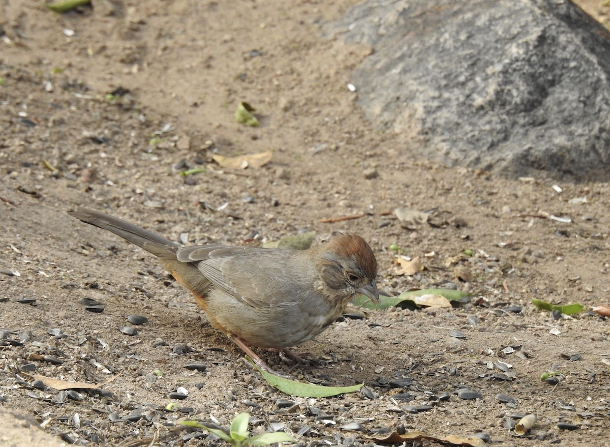 Toquí Pardo - ML140432931