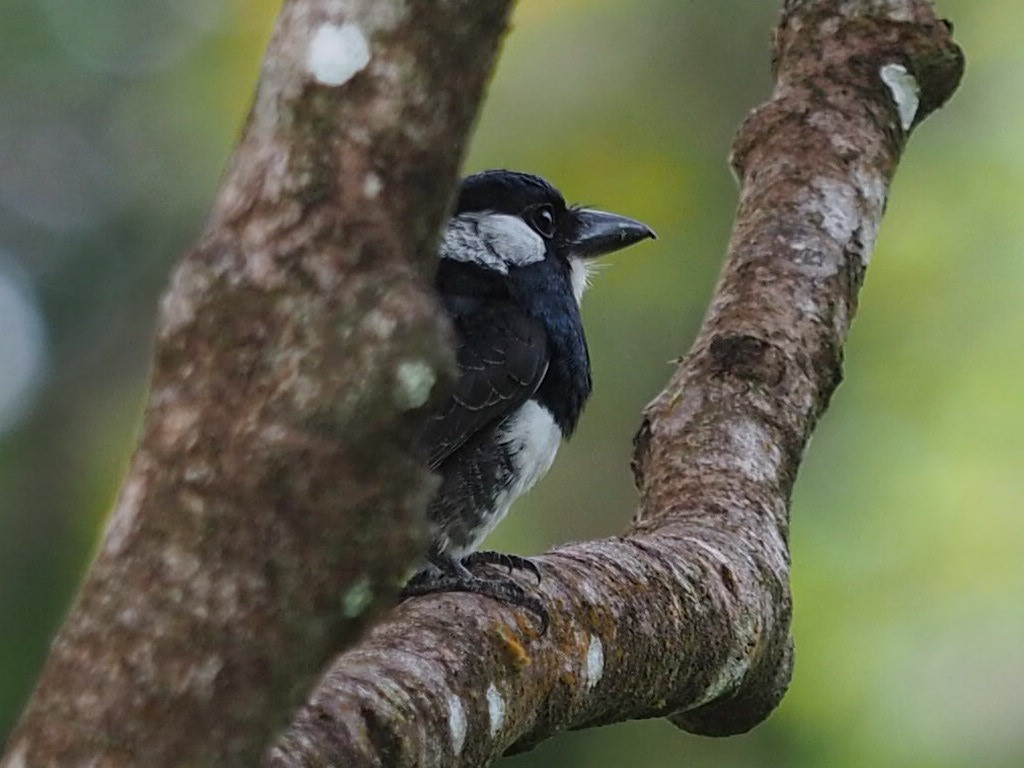 Black-breasted Puffbird - ML140433121