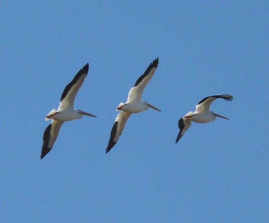 American White Pelican - ML140433221