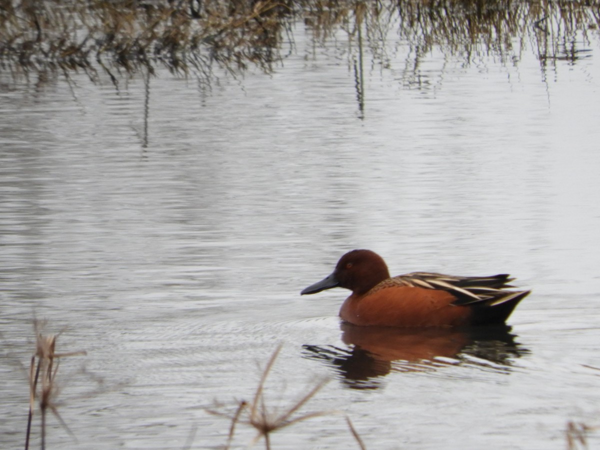 Cinnamon Teal - ML140433451