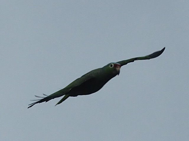 Red-lored Parrot - ML140433531