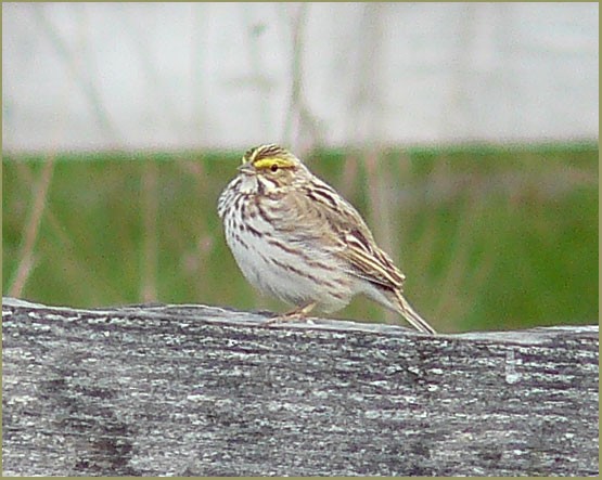 Savannah Sparrow - ML140434351