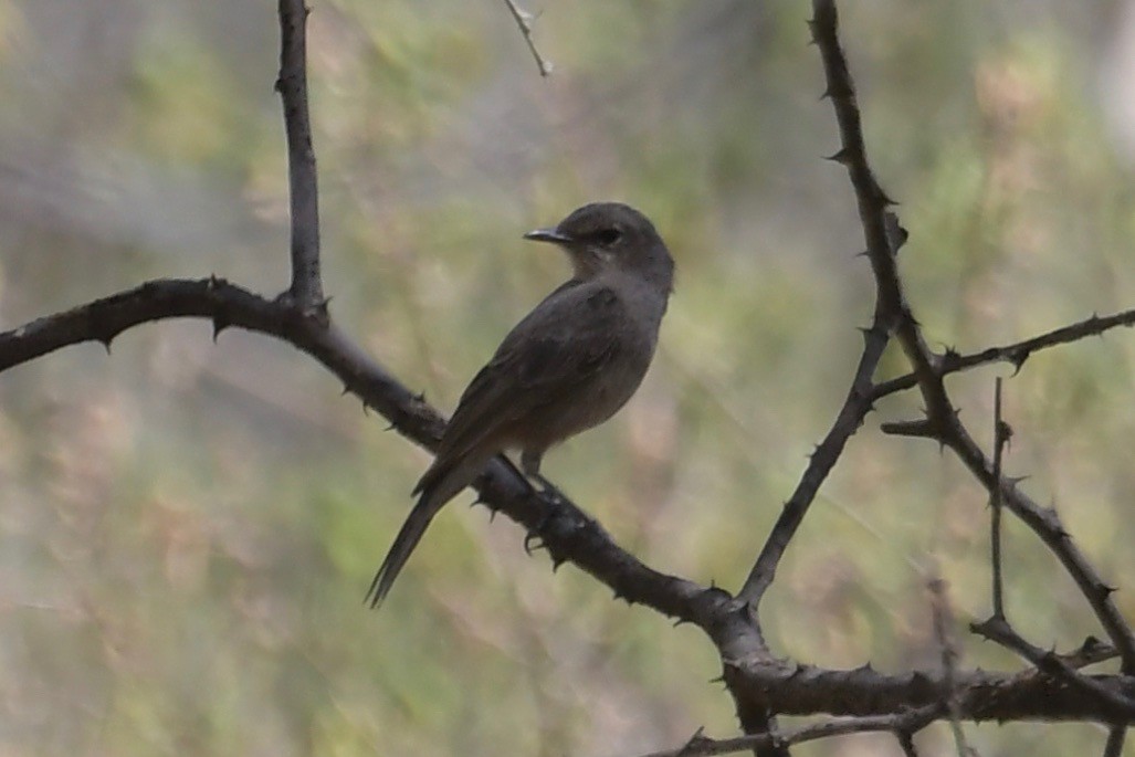 Brown-tailed Chat - ML140434991