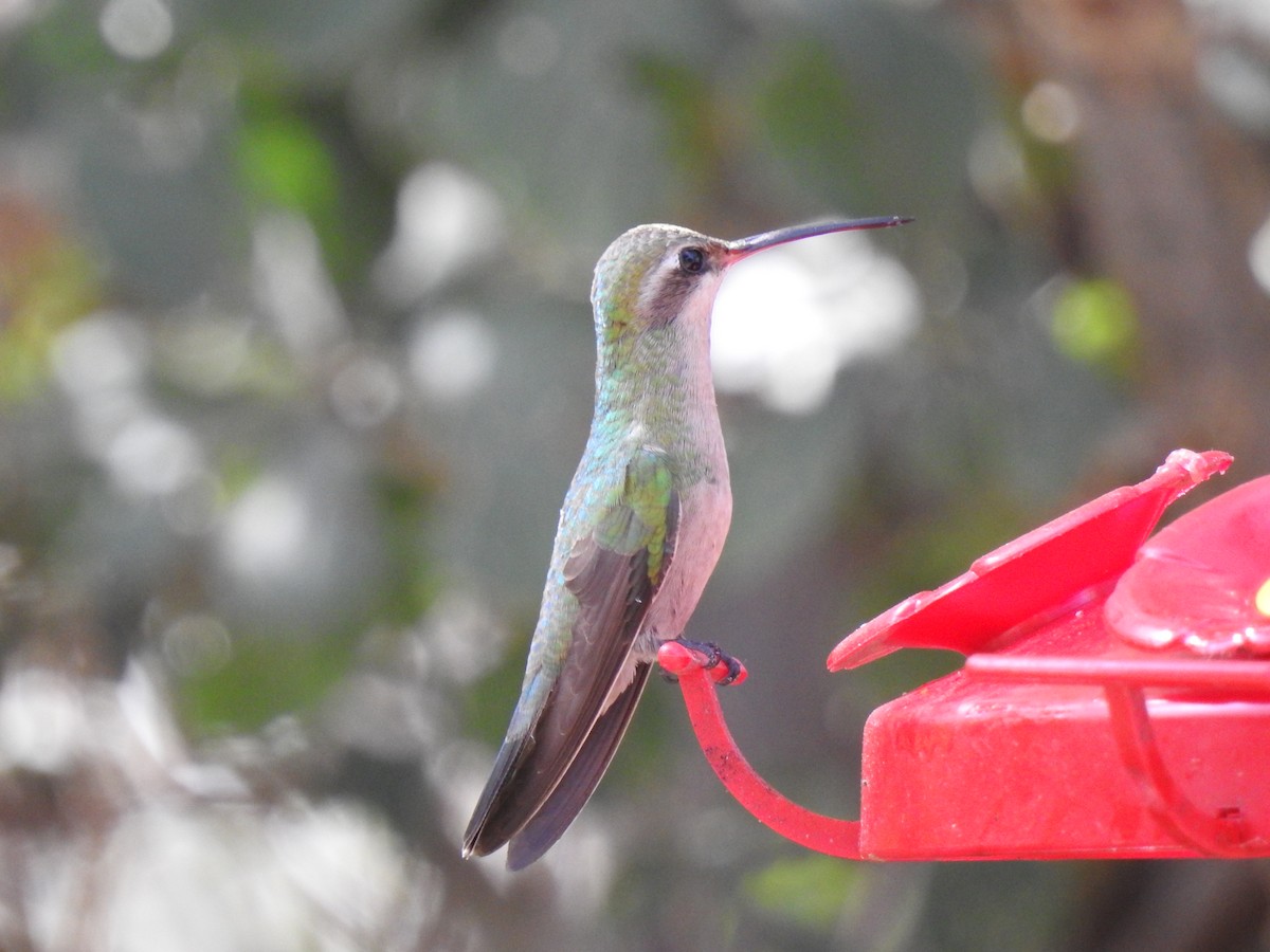 hummingbird sp. - suska kocis