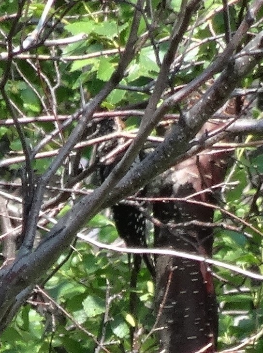 Red-naped Sapsucker - ML140437061