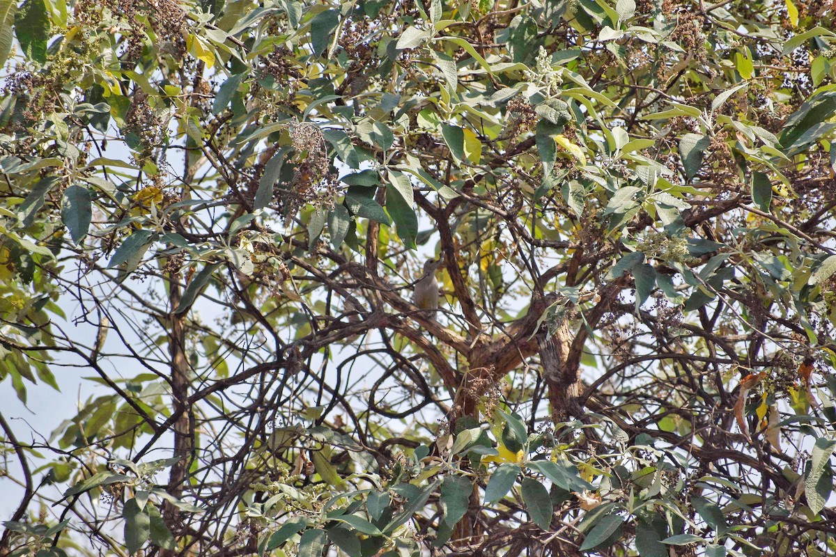 Golden-fronted Woodpecker - ML140437141