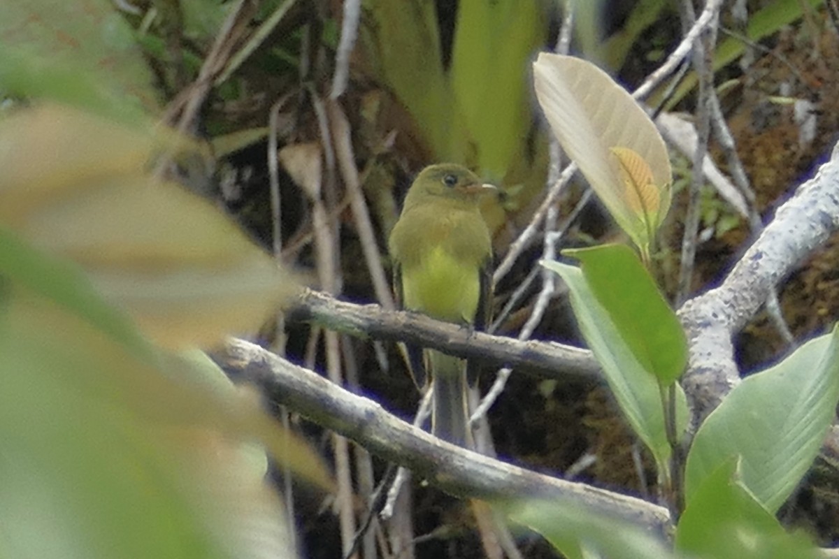 Tufted Flycatcher (South American) - ML140437181