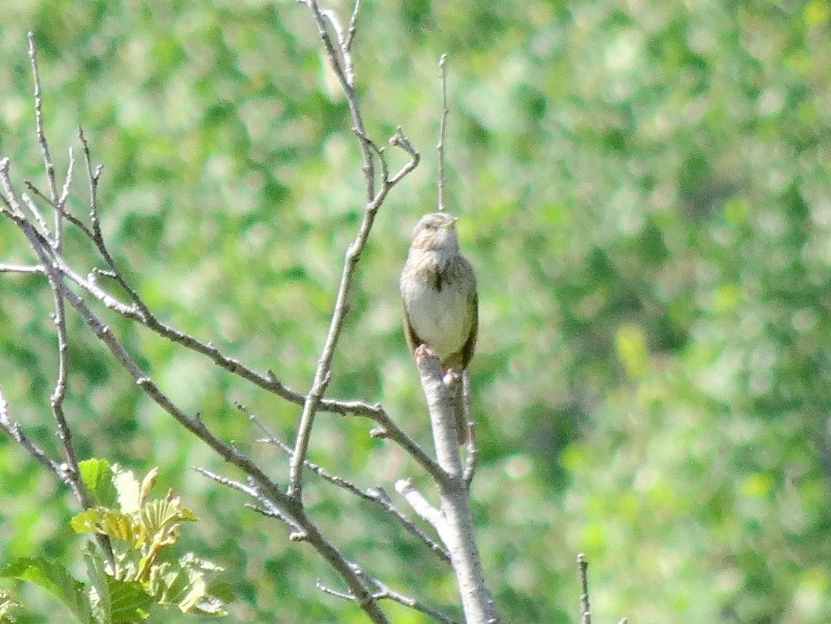 Lincoln's Sparrow - ML140437731