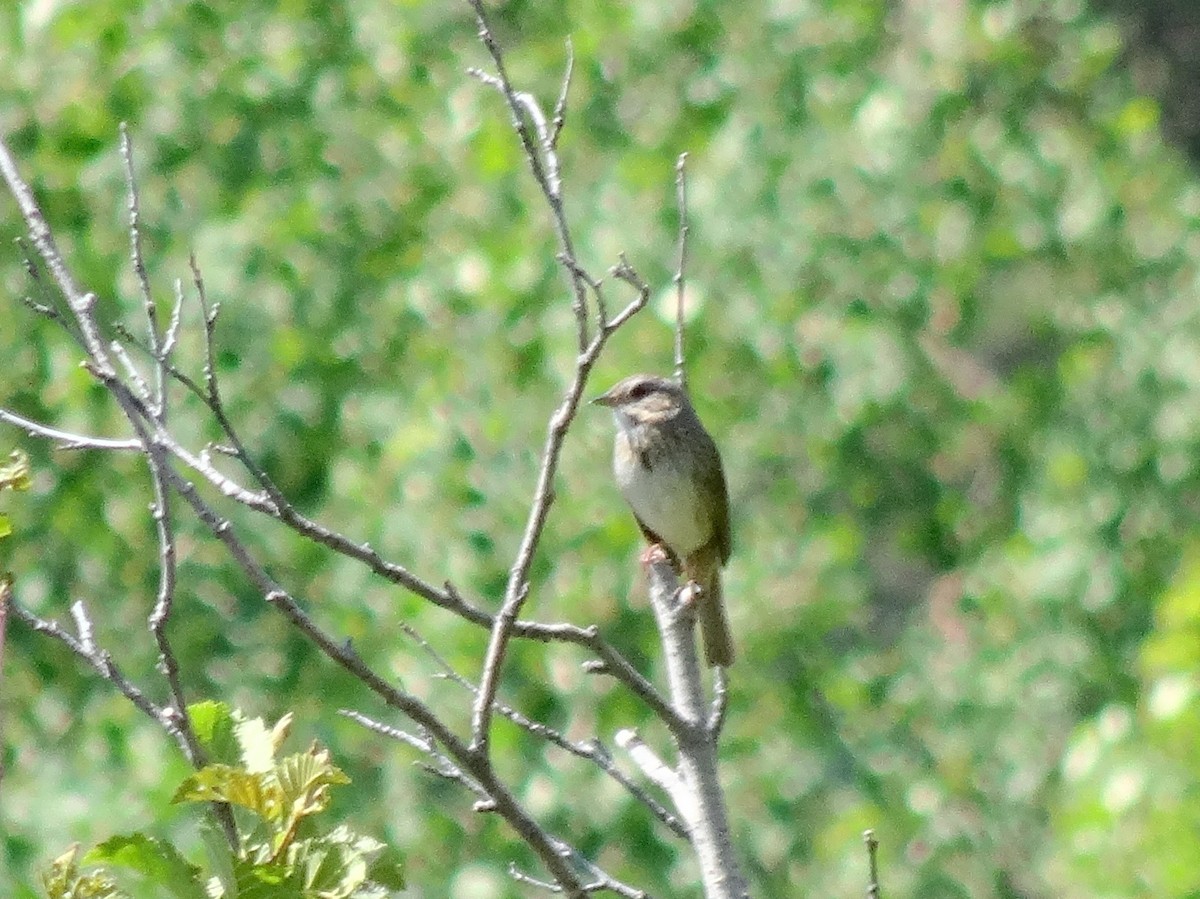 Lincoln's Sparrow - Thomas Koffel