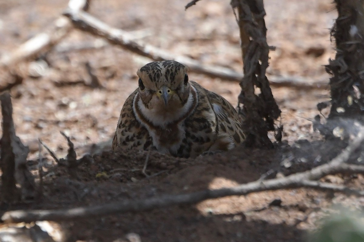 Three-banded Courser - ML140437851