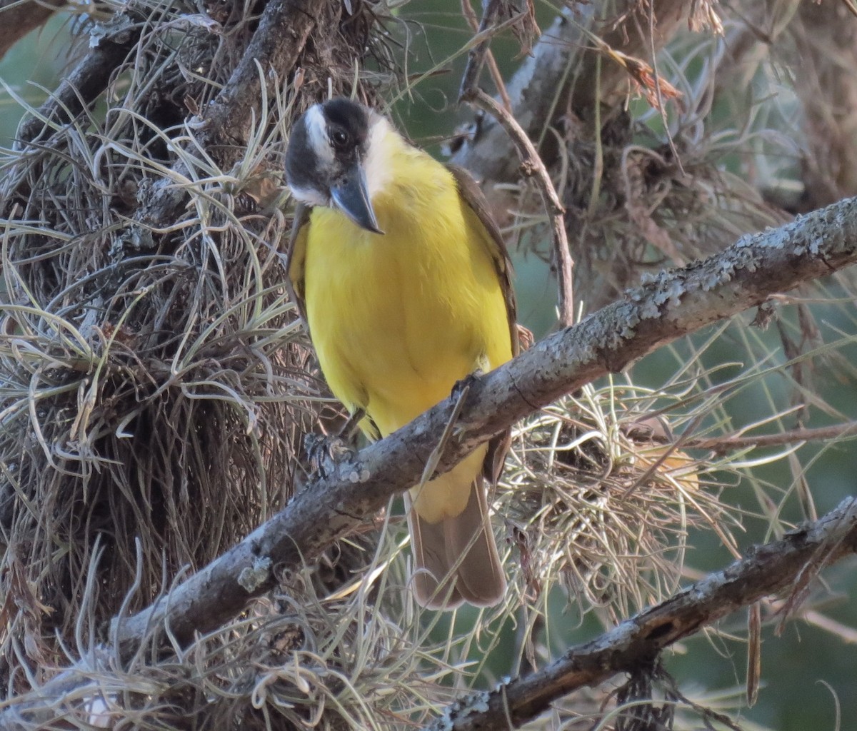 Boat-billed Flycatcher - ML140438081