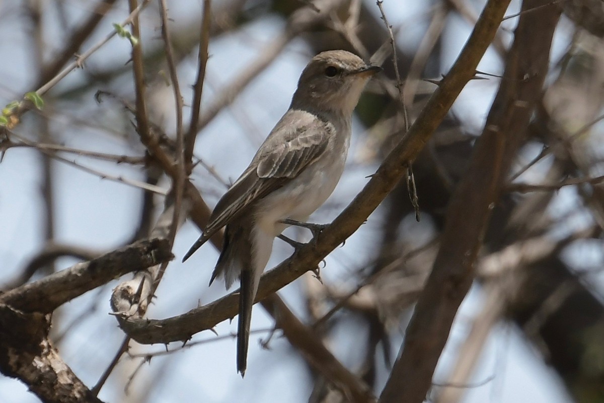 Gambaga Flycatcher - ML140438231