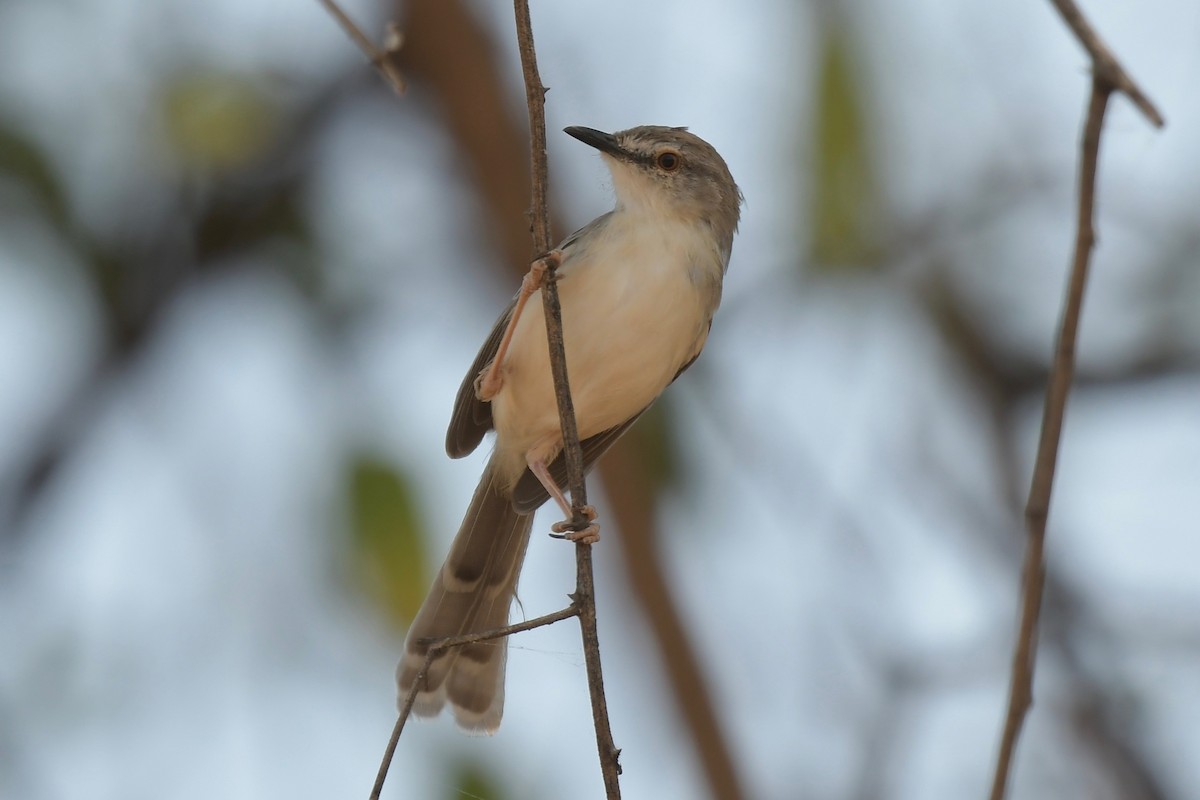 Pale Prinia - ML140438791