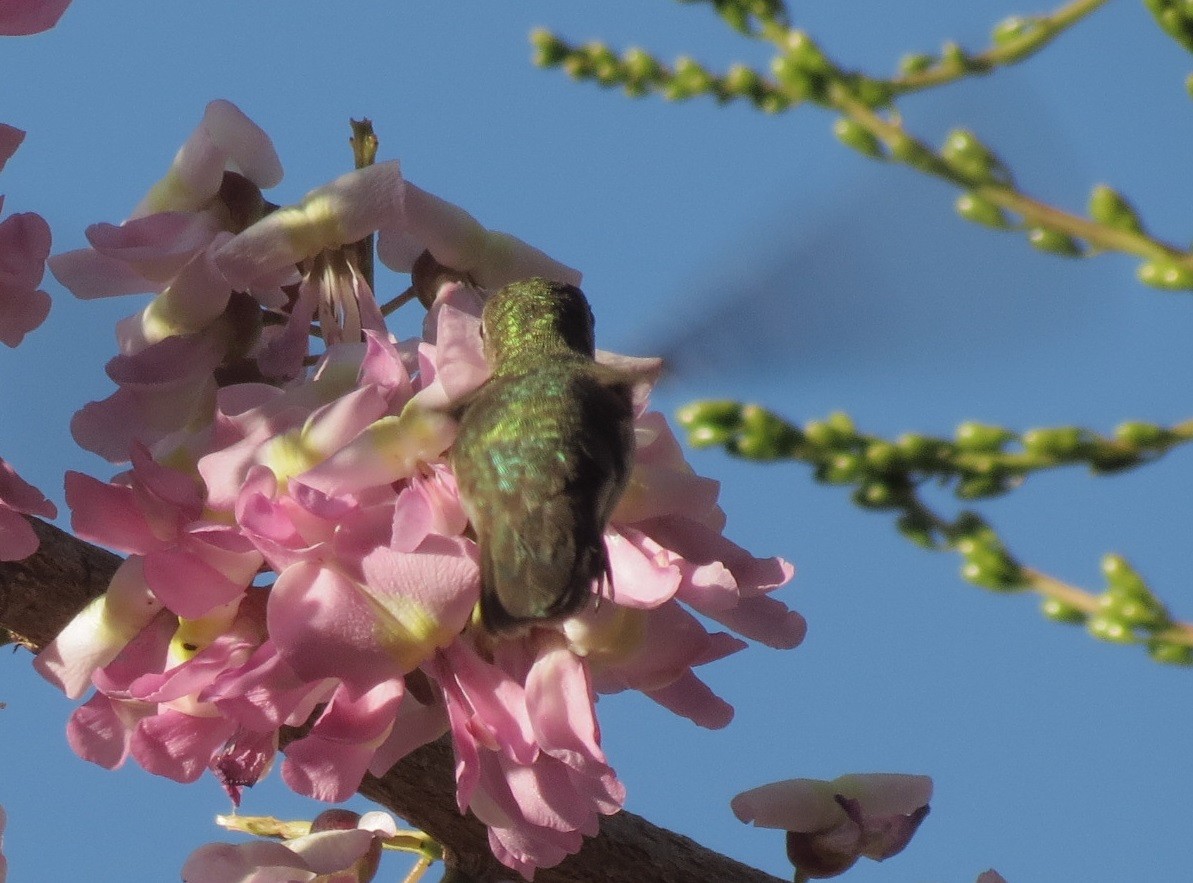 Ruby-throated Hummingbird - ML140439451