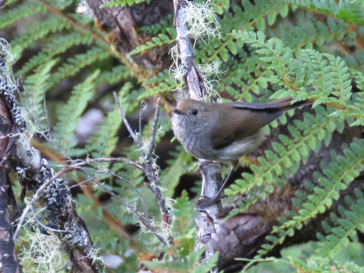 Tasmanian/Brown Thornbill - ML140440331