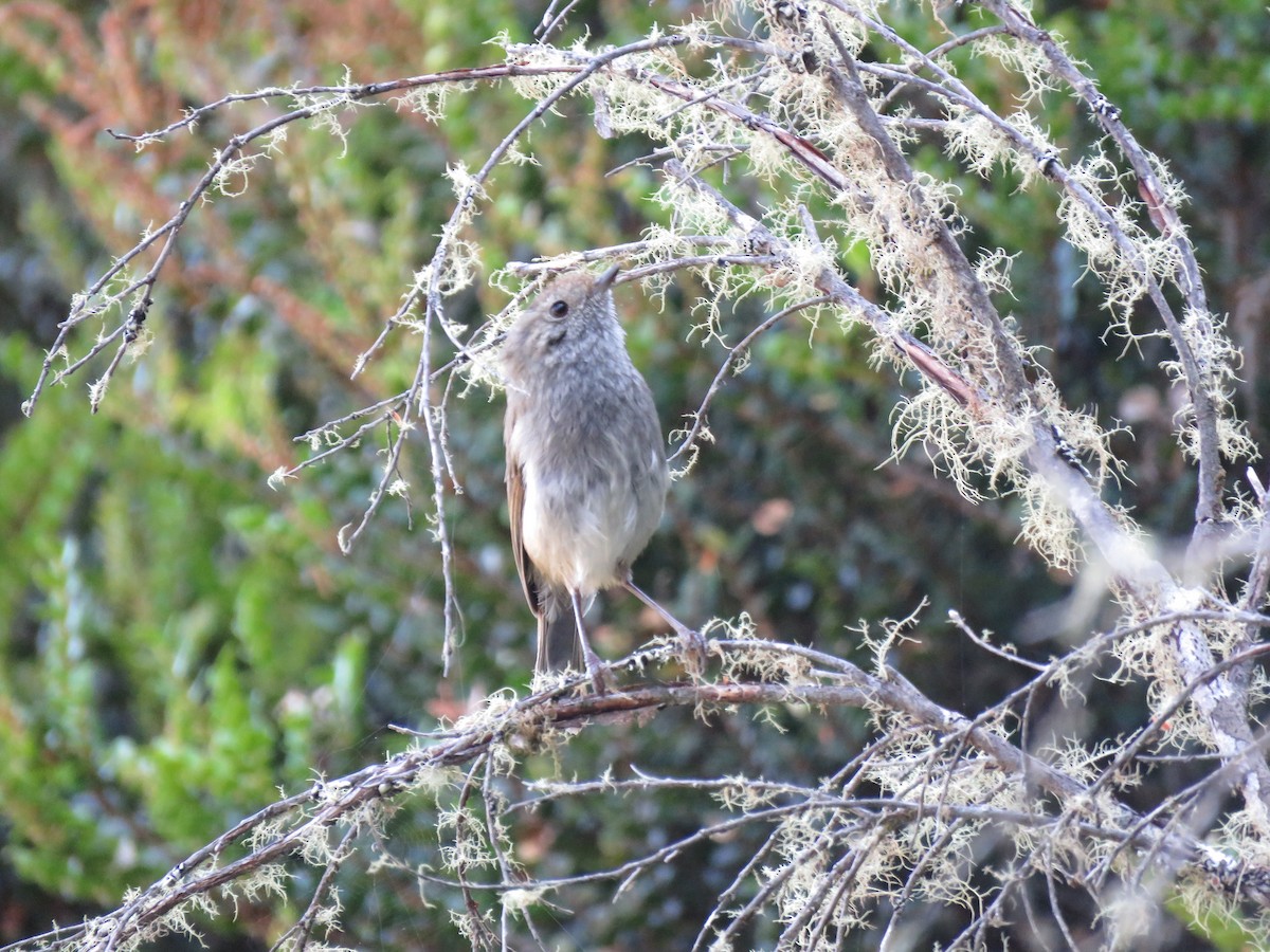 Tasmanian/Brown Thornbill - ML140440741