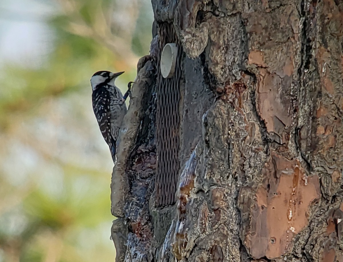 Red-cockaded Woodpecker - Virgil Troyer