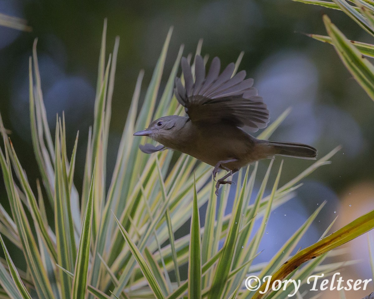 Bower's Shrikethrush - Jory Teltser