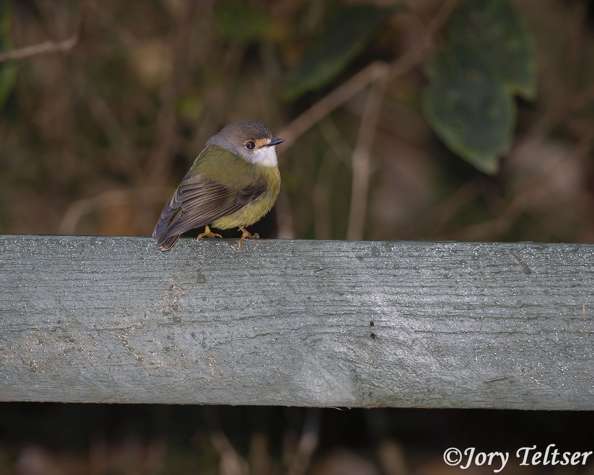 Pale-yellow Robin - ML140442651