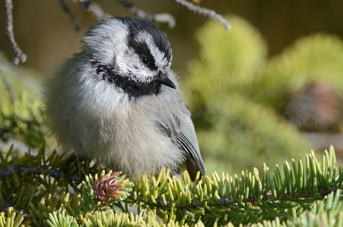 Mountain Chickadee - Bernard Tremblay