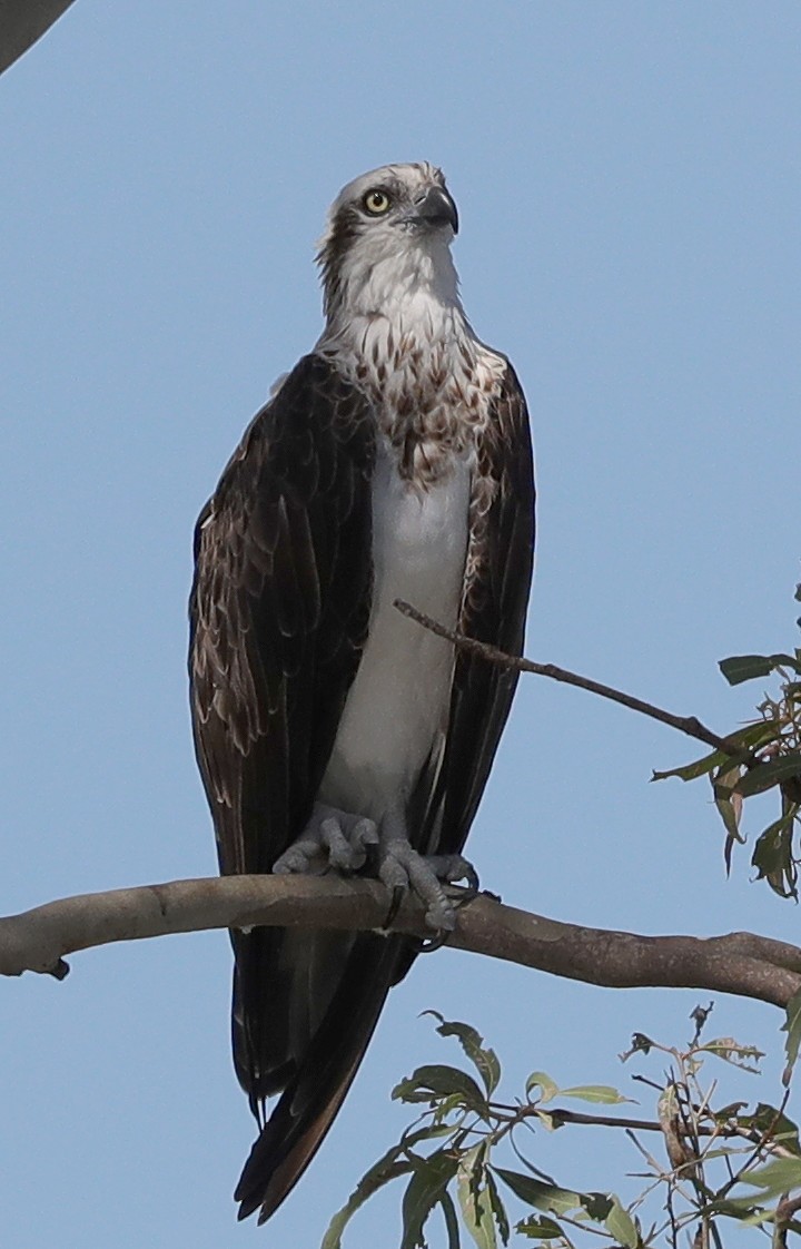 Águila Pescadora - ML140444211