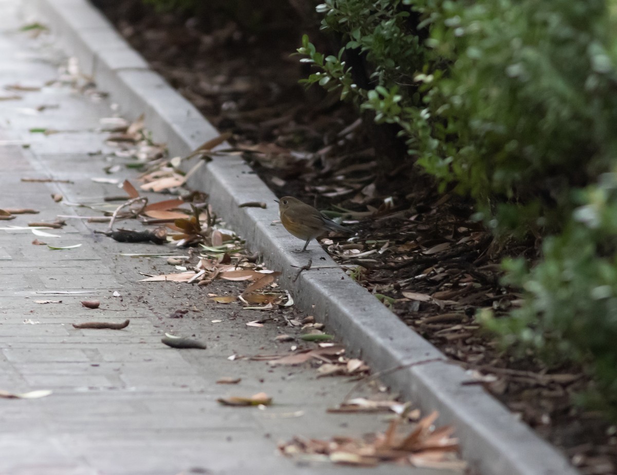 modruška tajgová - ML140444421