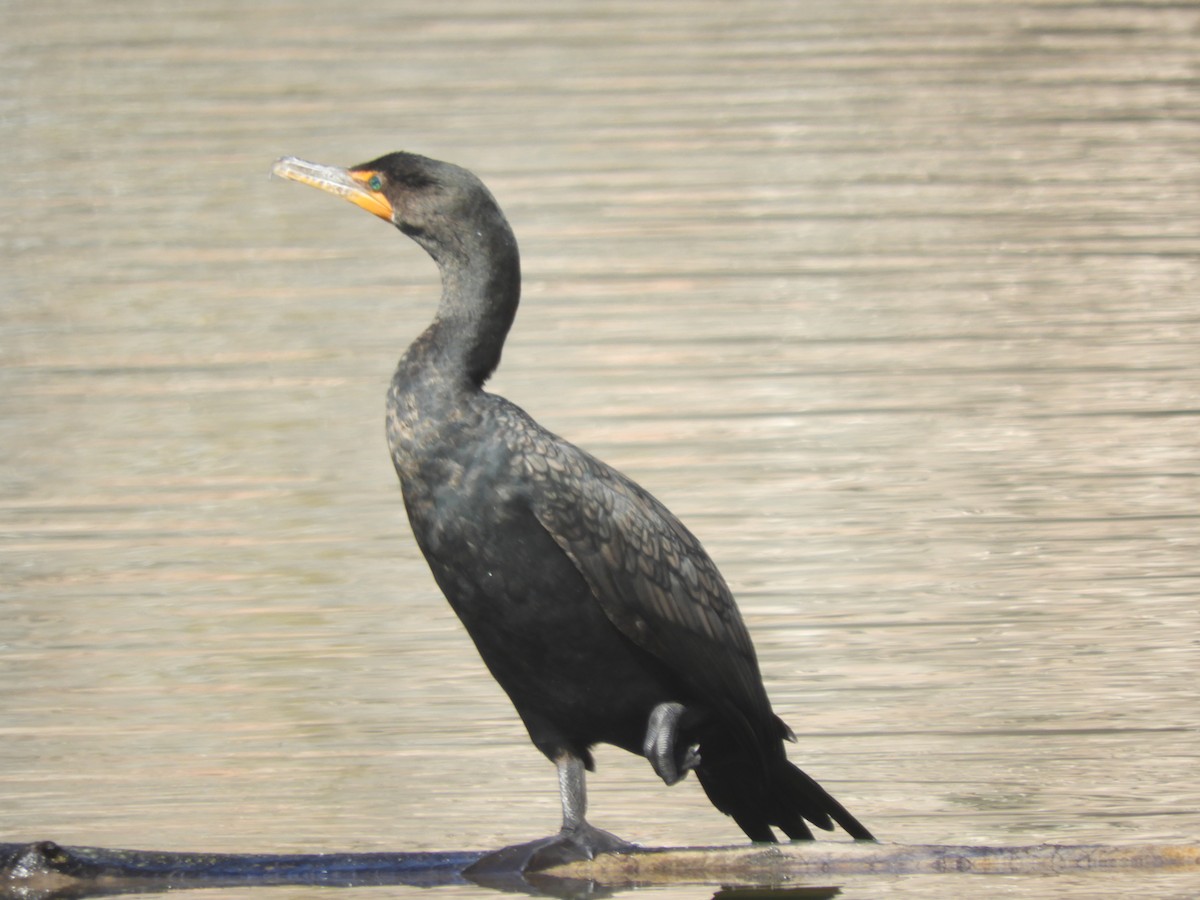 Double-crested Cormorant - Cliff Cordy