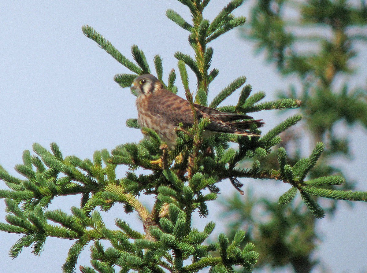 American Kestrel - ML140446371