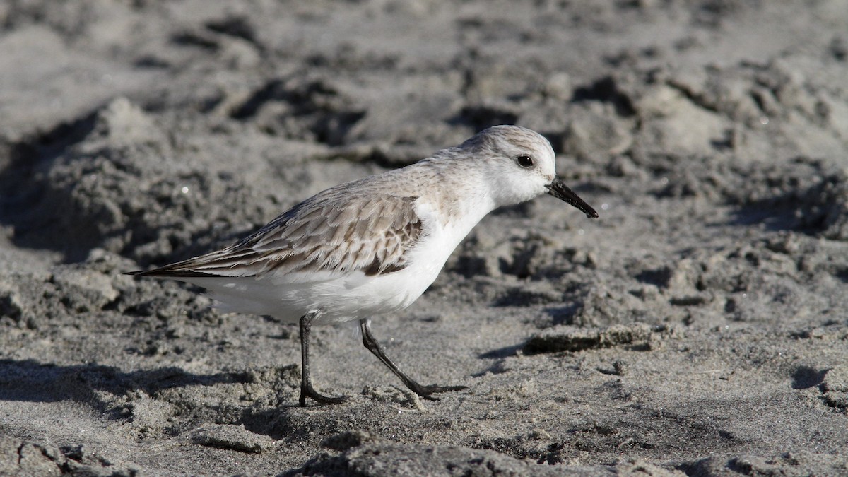 Sanderling - ML140447051