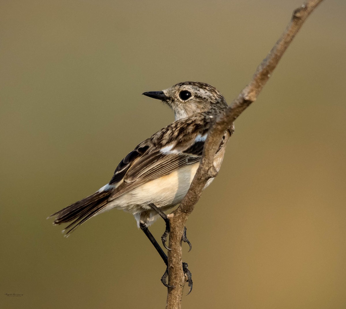 Siberian Stonechat - ML140447301