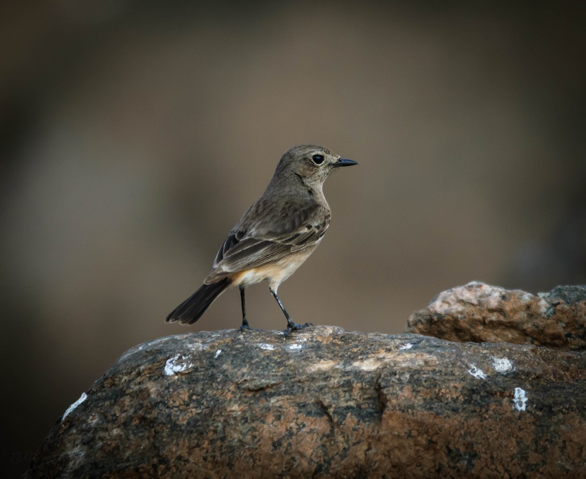 Siberian Stonechat - ML140447441