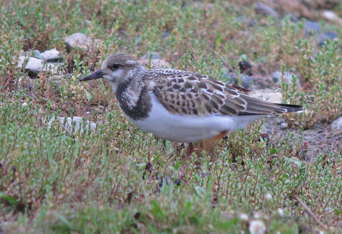 Ruddy Turnstone - Jean Iron