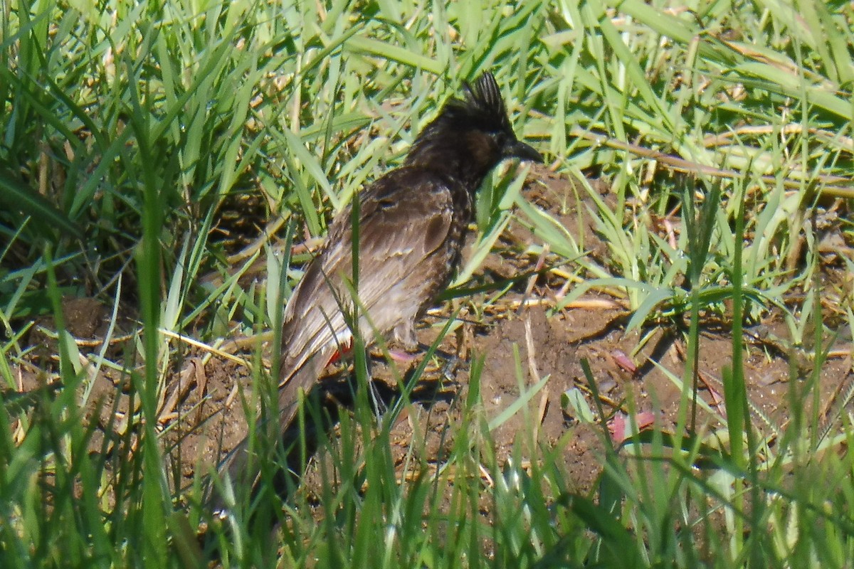 Red-vented Bulbul - ML140447861