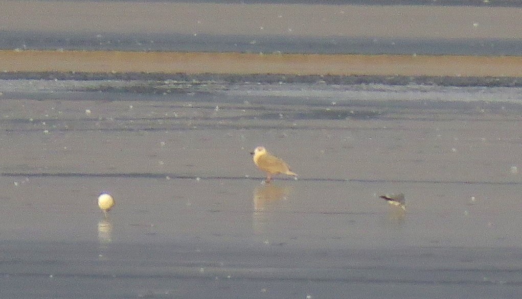 Glaucous-winged Gull - ML140448231