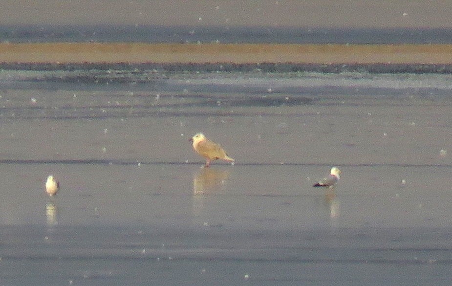 Glaucous-winged Gull - ML140448241