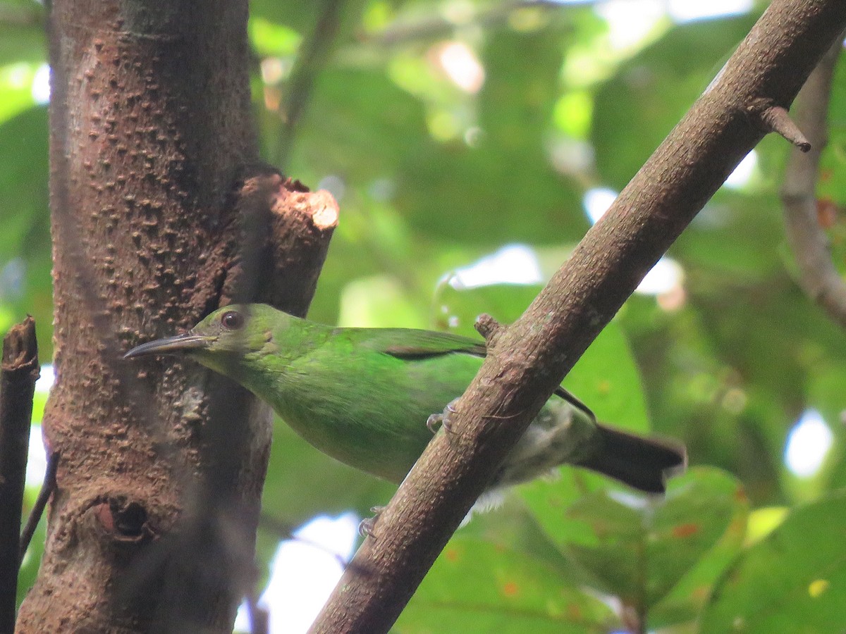 Green Honeycreeper - ML140448461