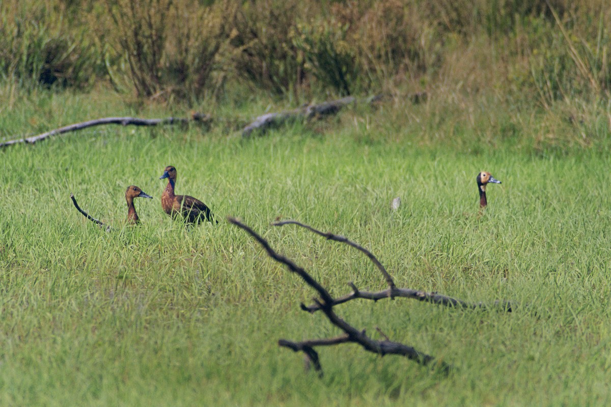 White-faced Whistling-Duck - ML140448691