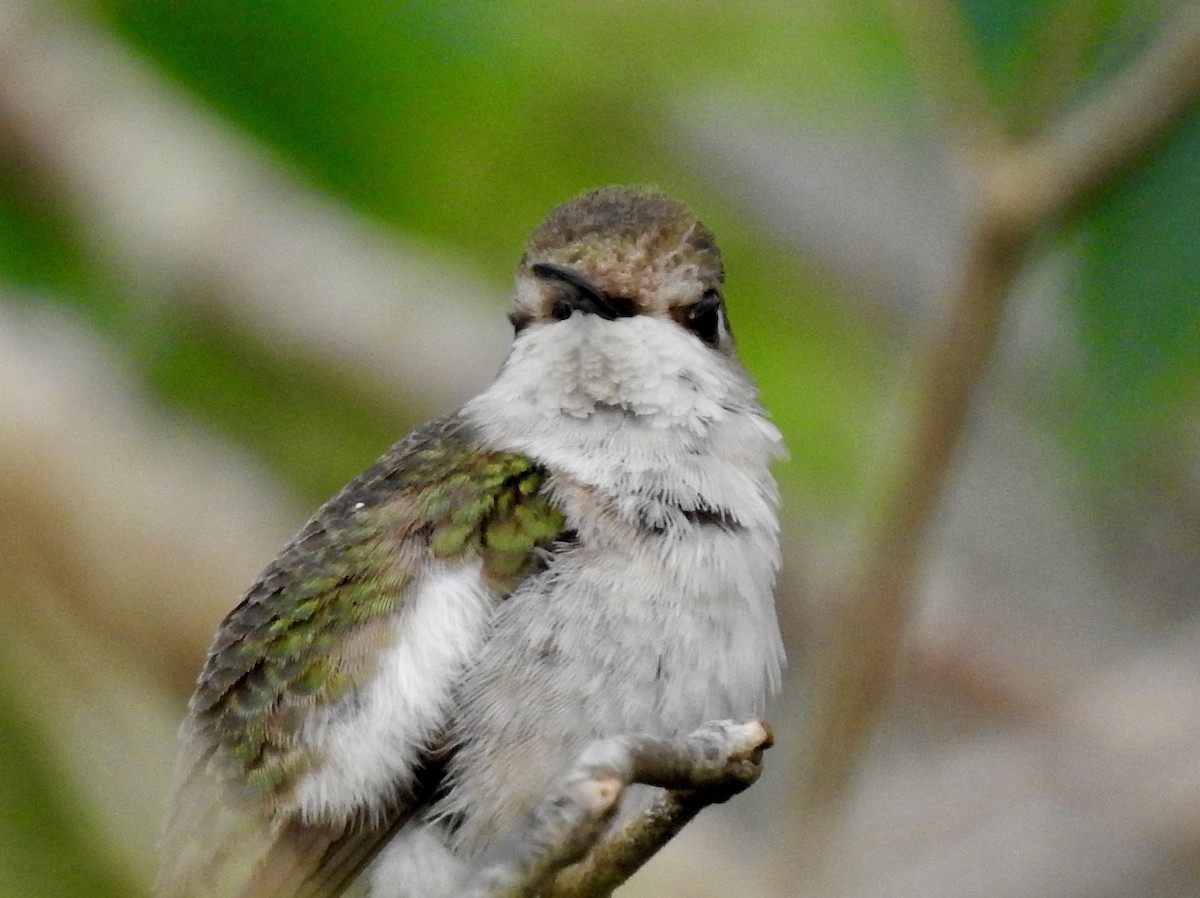 Ruby-throated Hummingbird - ML140448731