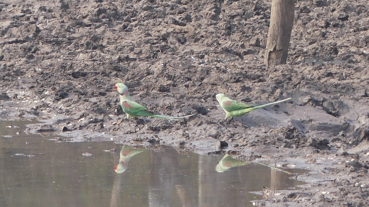 Alexandrine Parakeet - ML140449931