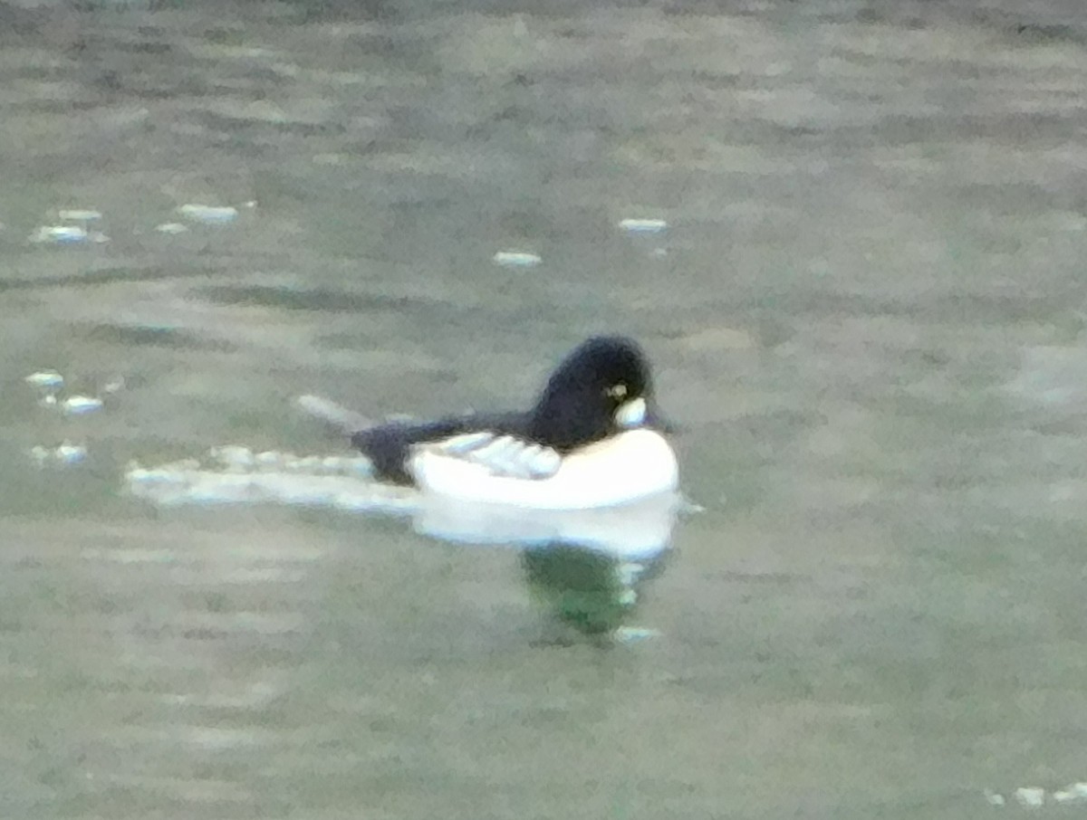 Common x Barrow's Goldeneye (hybrid) - ML140450301