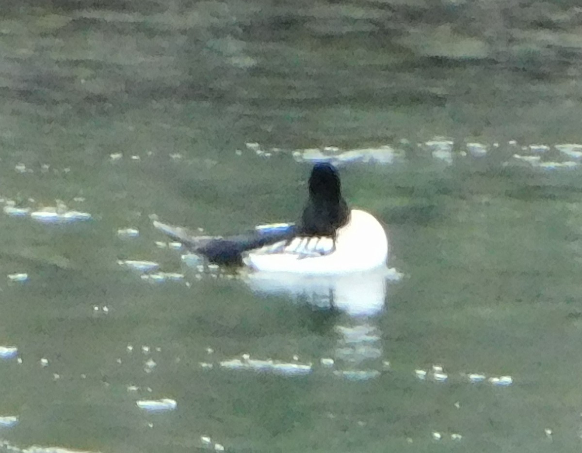 Common x Barrow's Goldeneye (hybrid) - ML140450311