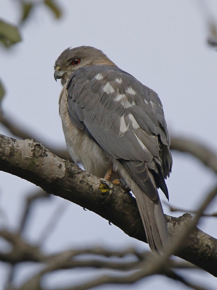 Shikra - Subhadra Devi