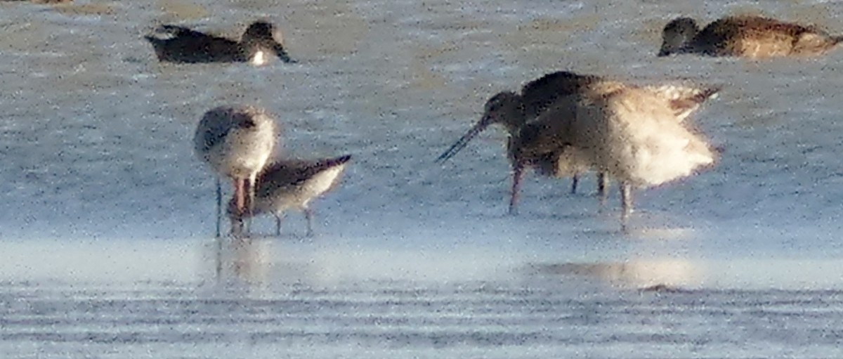 Sharp-tailed Sandpiper - ML140451281