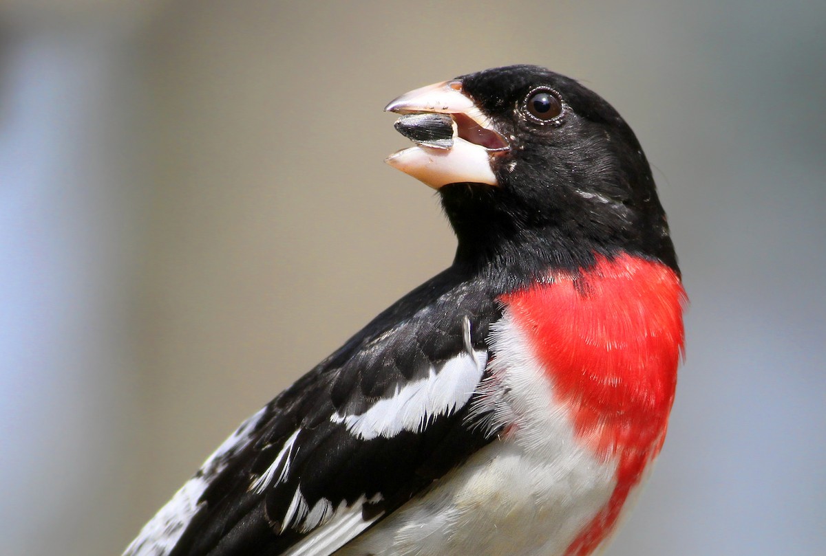 Rose-breasted Grosbeak - Andy Eckerson