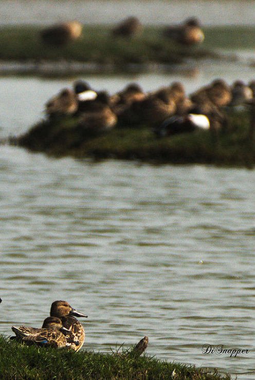 Green-winged Teal - ML140452851