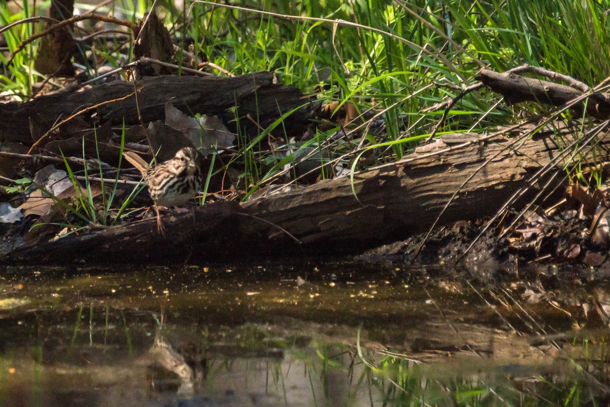Song Sparrow - ML140454171