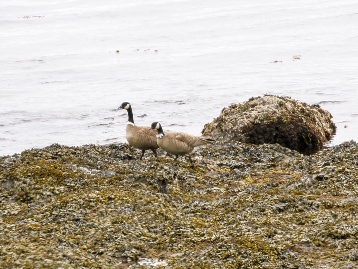 Cackling Goose (Aleutian) - ML140454821