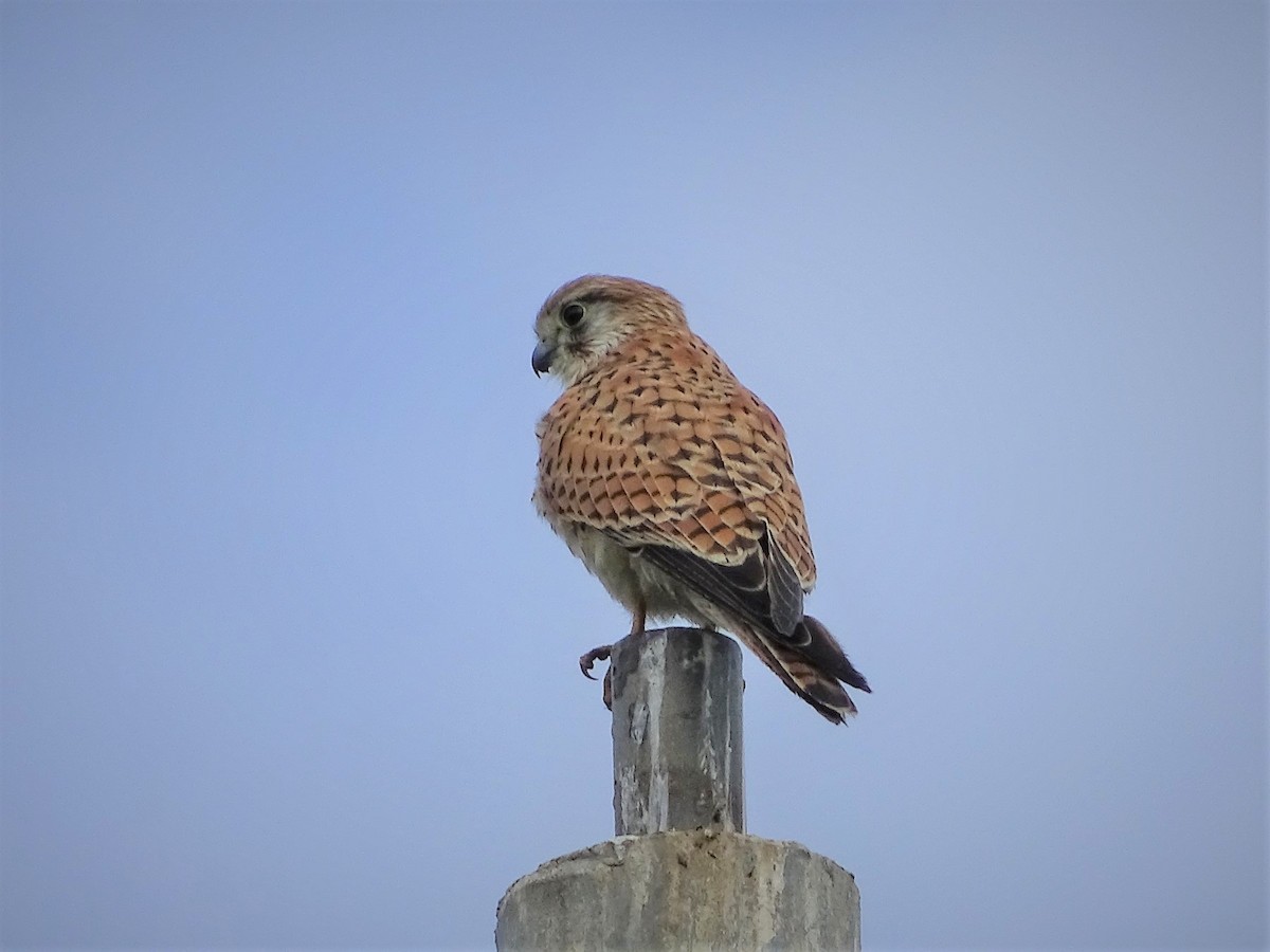 Nankeen Kestrel - ML140454871