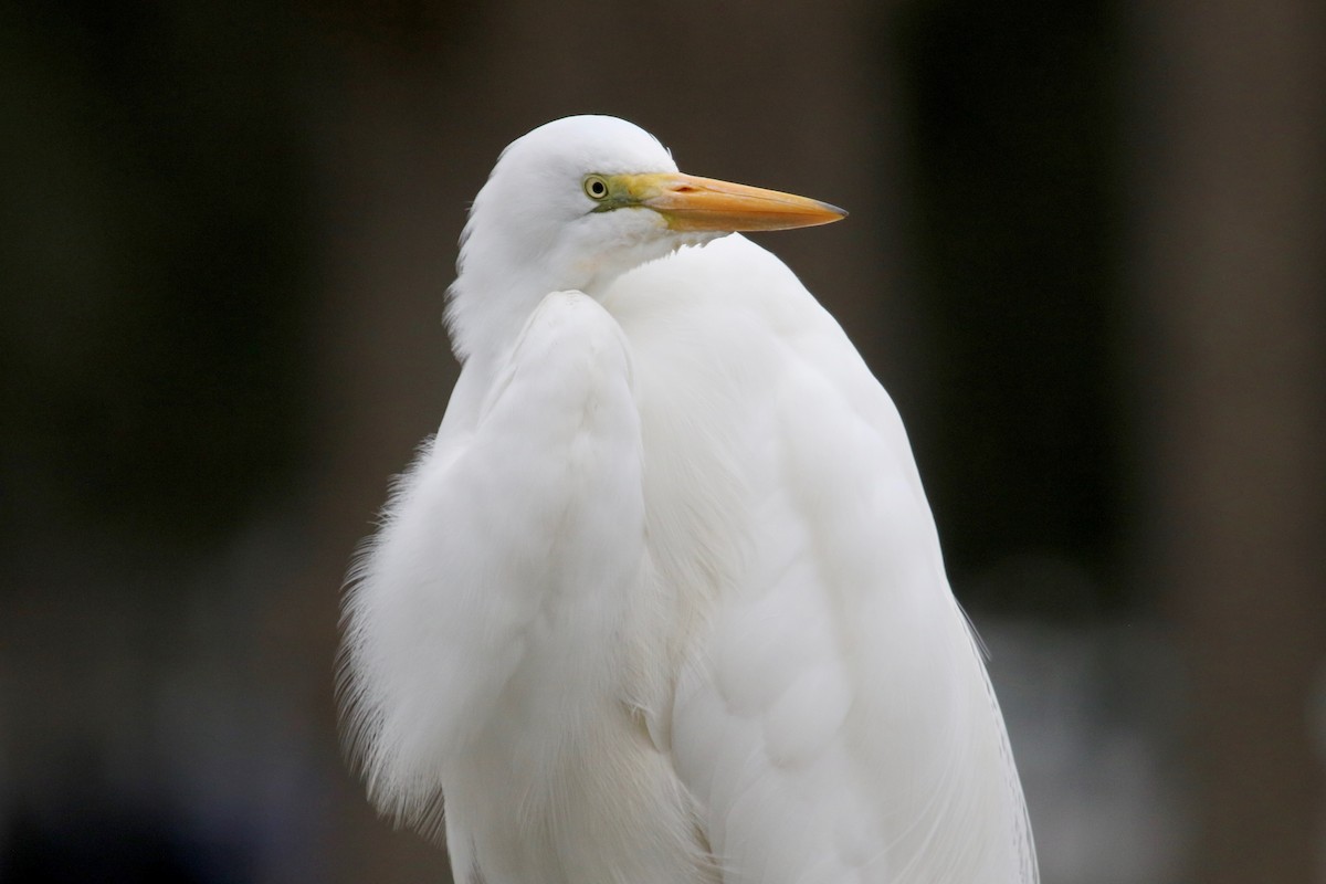 Great Egret - Gil Ewing