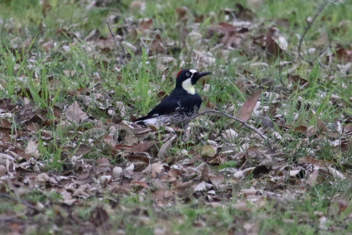 Acorn Woodpecker - ML140455041